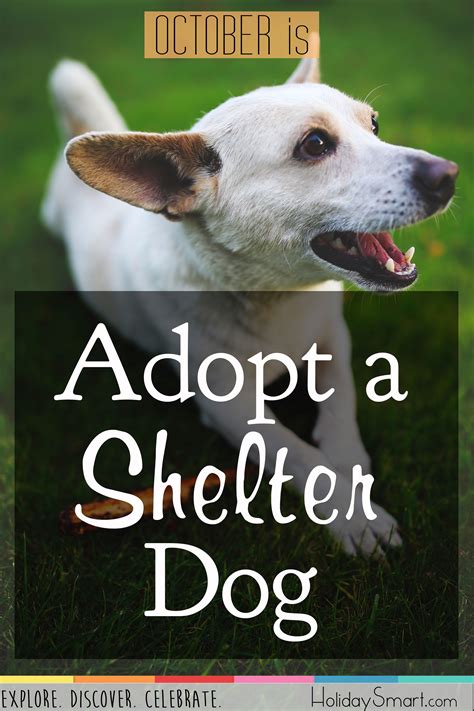 Adopt A Shelter Dog Month Holidaysmart