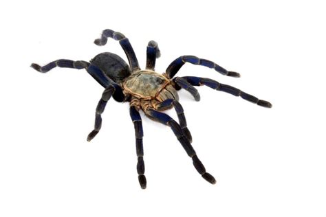 Bites of this kind can lead to serious muscle cramps and inflammation. Cobalt Blue Tarantula (Cyriopagopus lividum) Care Sheet
