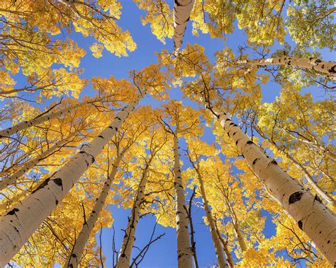 Low Angle View Of Aspen Trees Populus Tremuloides In Autumn Boulder