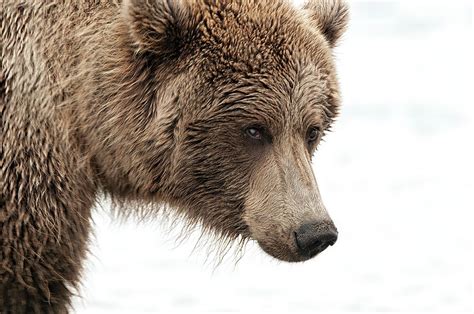 Coastal Brown Bear Closeup Photograph By Gary Langley Fine Art America