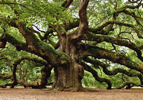 1500 Year Old Oak Tree In South Carolina Pics