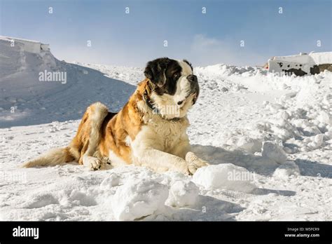 Saint Bernard Dogs In Snow Hi Res Stock Photography And Images Alamy