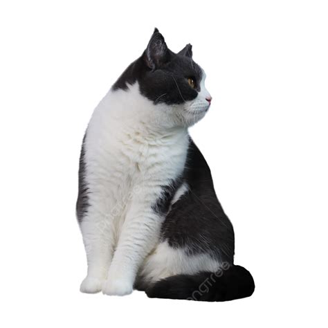 Black And White Shorthair Cat Turning Head Animal British Shorthair