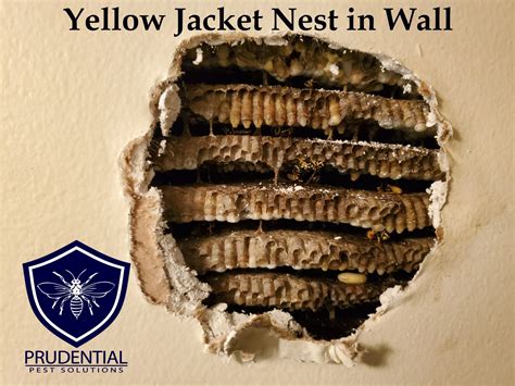 Yellow Jacket Nest In Wall Treatment Prudential Pest Solutions