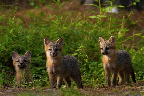 Gray Fox Kits In The North Carolina Uwharrie National Forest