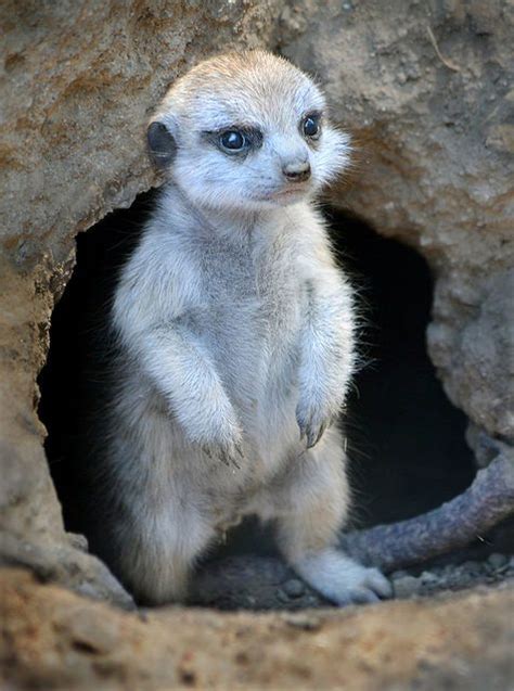 San Diego Zoo Reflecting On A Meerkat By Ion Moe Cute