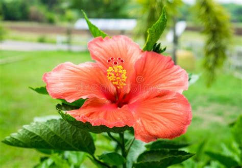 Red Orange Hibiscus China Rose Hawaiian Flower Blossom Colorful Stock