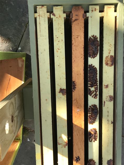 How To Trap Bee Swarms Keeping Backyard Bees