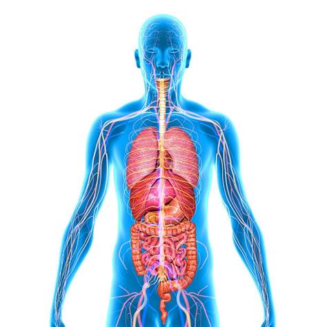 Male Body Structure And Organs Male Human Body Organs Diagram