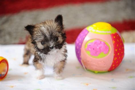 Smallest Full Grown Dog In The World Photos All Recommendation