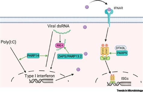 When Parps Meet Antiviral Innate Immunity Trends In Microbiology