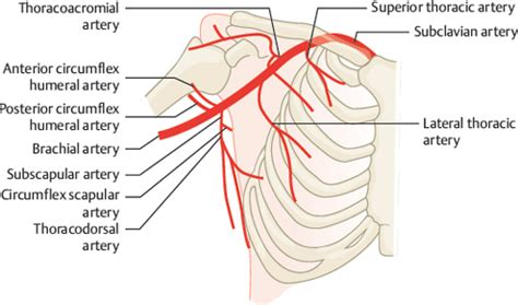 Axillary Artery Radiology Key