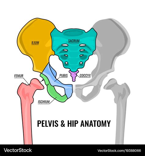 True Pelvis Anatomy
