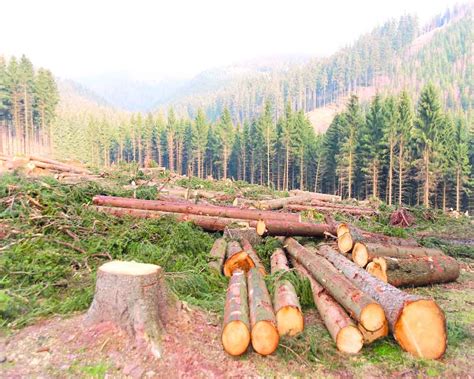 Deforestation Vs Reforestation All That The World Needs To Talk Work