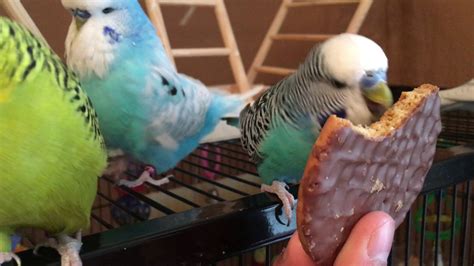 My Budgie Eats Biscuits Youtube