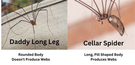 Cellar Spider Vs Daddy Long Legs What Are You Actually Seeing The
