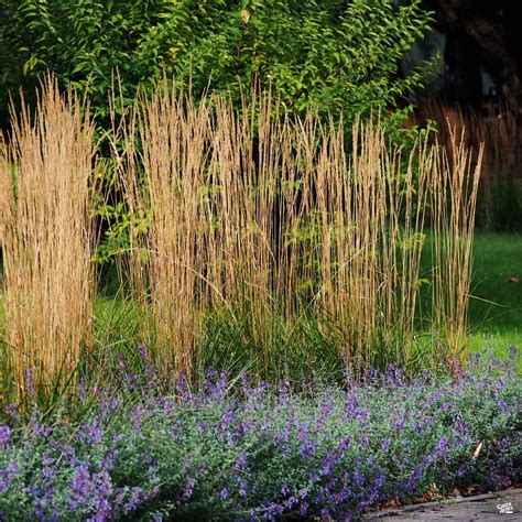 Feather Reed Grass Karl Foerster — Green Acres Nursery And Supply
