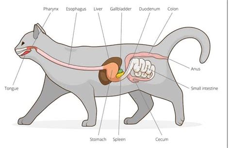 Gastrointestinal Obstruction In Cats Cat World