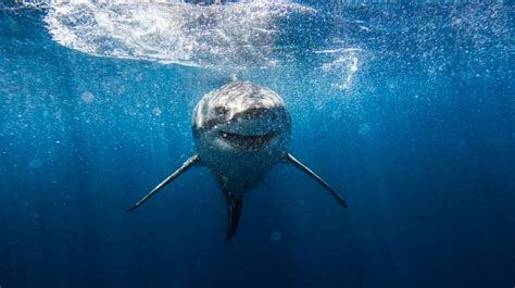 los países con más ataques de tiburones a lo largo de los años
