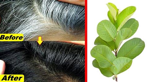 Reported victims of 'canities subita' (or sudden whitening) include however, doctors argue that it is medically impossible for hairs which have already formed to change colour. white hair to black hair and grow long hair overnight with ...