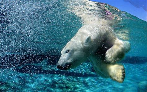 Polar Bears Animals Water Split View Wallpapers Hd Desktop And