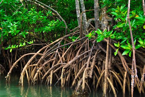 Mangrove Zoom Sur Cet écosystème Tellement Précieux