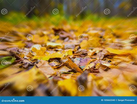 Autumn Background Leaves Blur Effect Blur At The Edges Natural