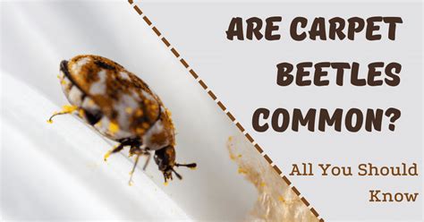 Are Carpet Beetles Common All You Should Know Carpet And Rug World