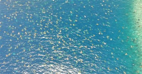 Drone Footage Captures 64000 Green Sea Turtles Arriving At Nest