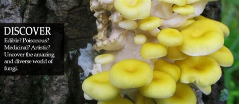 Mushroom Club Of Georgia Stuffed Mushrooms Wild