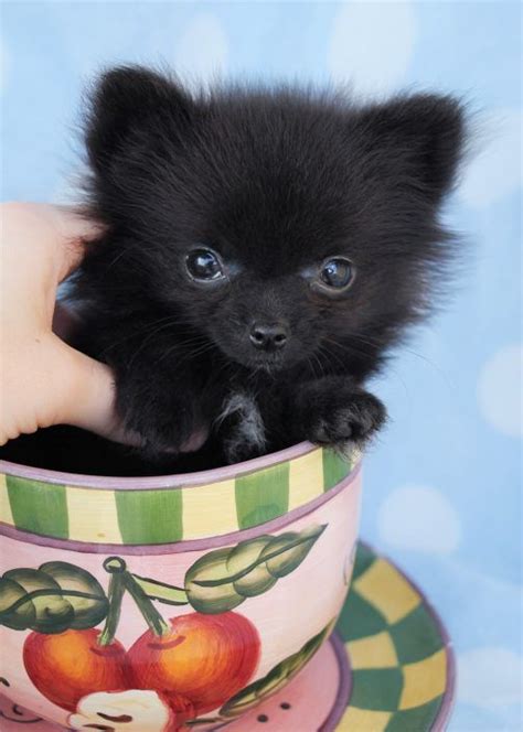 Call us today for more info! Teacup Pomeranian #411 | Pomeranian puppy for sale, Teacup pomeranian, Pomeranian puppy