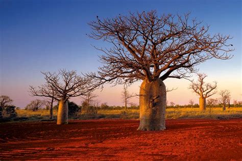 Kimberley Boabs Derby Wa The Huge Boab Tree Is Only Found In The