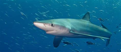 Blue Shark Animal Facts Prionace Glauca A Z Animals