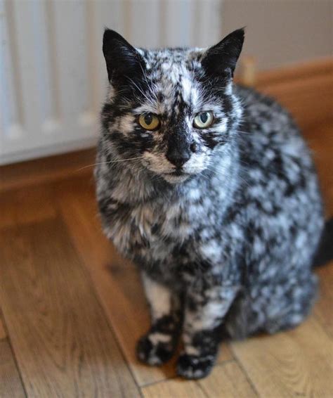 15 Cats That Have The Most Unique Fur Patterns In The World Goodfullness