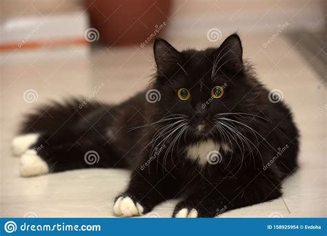 Black And White Beautiful Sleek Fluffy Cat Stock Photo Image Of Front