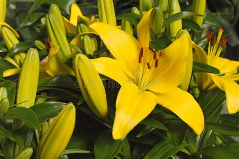 Fresh Yellow Lilies Stock Photo Image Of Lily Lilies 113183812