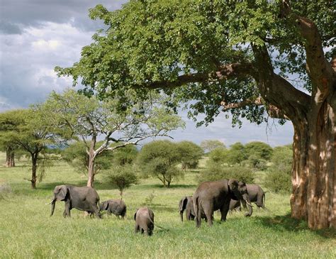 The Top 3 Tourist Attractions In Tanzania Aspiring Backpacker