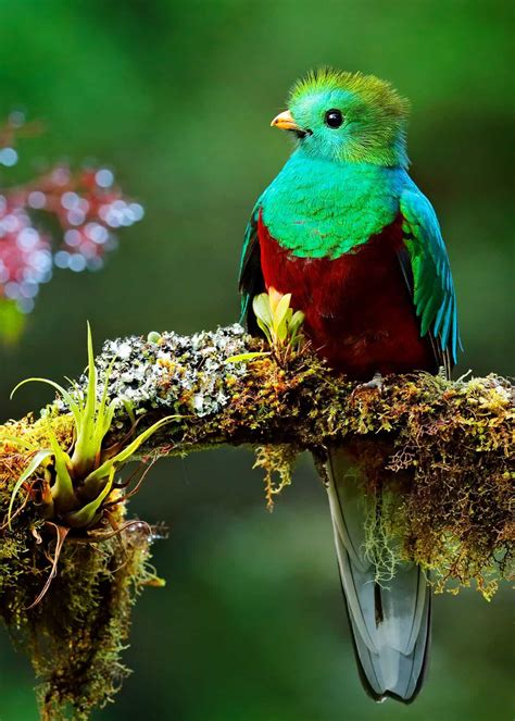 A Majestic Resplendent Quetzal Sitting On A Moss Covered Branch From