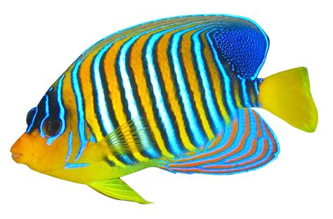 Fish Png Transparent Background Png Image Collection