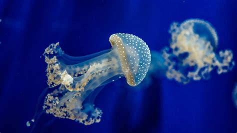 Blue White Jellyfish Underwater Hd Animals Wallpapers Hd Wallpapers