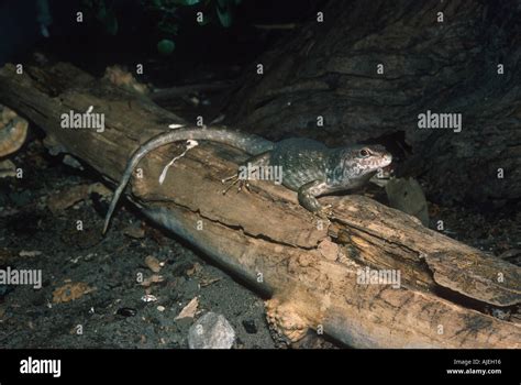 Lizard Skink Round Island Leiolopisma Telfairii Mauritius Stock Photo