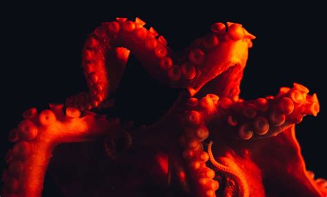 H20 Creatures Octopus H2o Divers Dahab