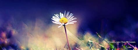 Flowers Daisy 14 Facebook Covers Best Facebook Cover Photos