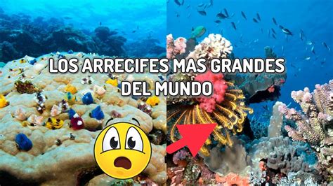 Los Arrecifes De Coral Mas Grandes Del Mundo Top Asombroso Youtube