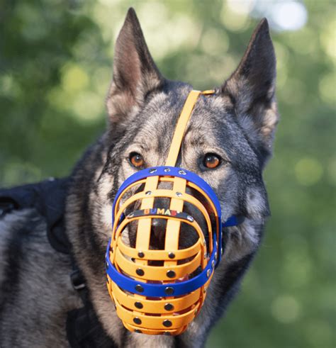 Explaining The 6 Types Of Dog Muzzles And What Theyre For 2023 Just