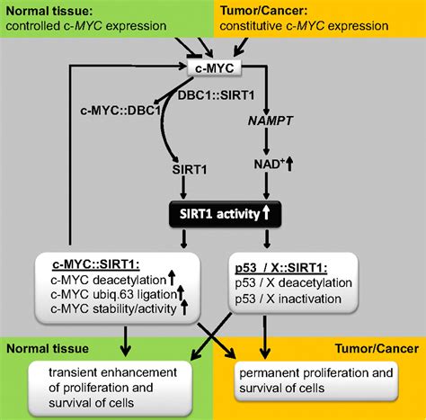 The C Myc Oncoprotein The Nampt Enzyme The Sirt1 Inhibitor Dbc1 And