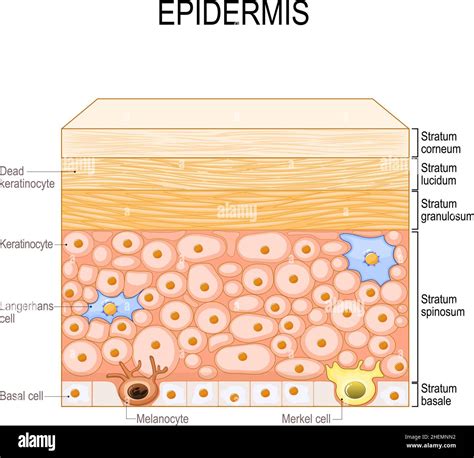 Layers Of Epidermis Epithelial Cells Keratinocytes Melanocyte