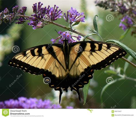 La Mariposa Del Swallowtail Del Tigre Aterriza En Los Jardines Para Una