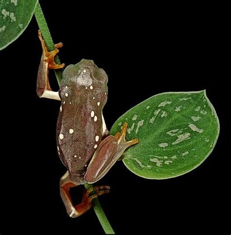 Pachymedusa Dacnicolor Frog Animals Wild Tree Frogs