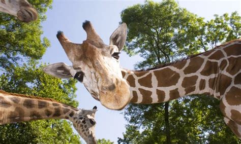 Maybe you would like to learn more about one of these? Timbavati Wildlife Park in - Wisconsin Dells, WI | Groupon